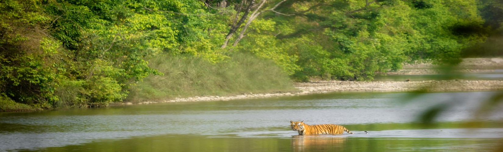 Bardiya wildlife Safari Tour in Nepal 